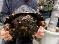 クリックで拡大画像表示