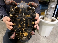 クリックで拡大画像表示