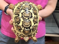 クリックで拡大画像表示