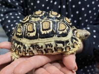 クリックで拡大画像表示