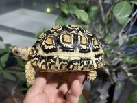 クリックで拡大画像表示