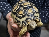 クリックで拡大画像表示