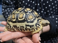 クリックで拡大画像表示