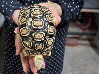 クリックで拡大画像表示