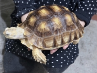 クリックで拡大画像表示