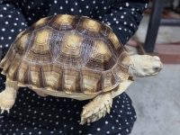 クリックで拡大画像表示