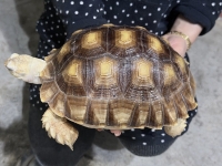 クリックで拡大画像表示