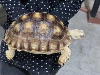 クリックで拡大画像表示