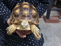 クリックで拡大画像表示