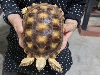 クリックで拡大画像表示