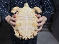 クリックで拡大画像表示