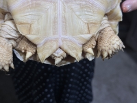 クリックで拡大画像表示