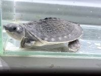 クリックで拡大画像表示