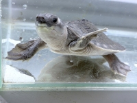 クリックで拡大画像表示