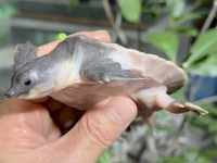 クリックで拡大画像表示