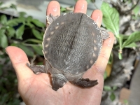 クリックで拡大画像表示