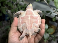 クリックで拡大画像表示