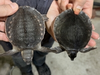 クリックで拡大画像表示