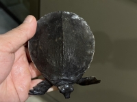 クリックで拡大画像表示