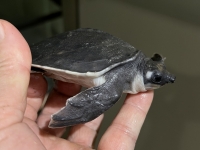 クリックで拡大画像表示