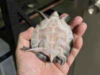 クリックで拡大画像表示