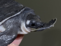 クリックで拡大画像表示