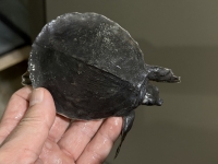 クリックで拡大画像表示