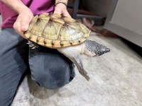 クリックで拡大画像表示