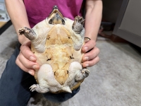 クリックで拡大画像表示