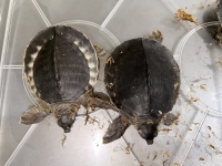 クリックで拡大画像表示