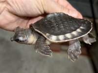 クリックで拡大画像表示