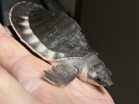 クリックで拡大画像表示