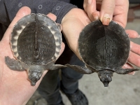 クリックで拡大画像表示