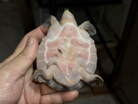 クリックで拡大画像表示