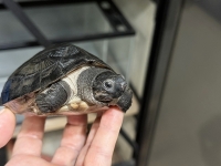 クリックで拡大画像表示