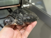 クリックで拡大画像表示