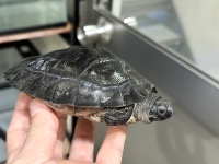 クリックで拡大画像表示