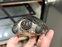 クリックで拡大画像表示