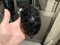 クリックで拡大画像表示