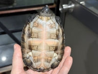 クリックで拡大画像表示