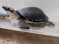 クリックで拡大画像表示