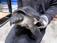 クリックで拡大画像表示