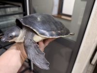 クリックで拡大画像表示