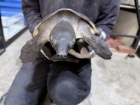 クリックで拡大画像表示