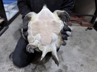 クリックで拡大画像表示