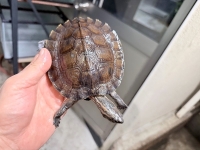 クリックで拡大画像表示