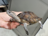 クリックで拡大画像表示