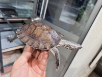 クリックで拡大画像表示