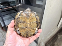 クリックで拡大画像表示