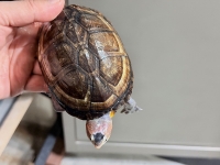 クリックで拡大画像表示